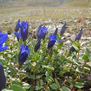 Gentiana calycosa | Rainier Pleated Gentian | 25 Seeds