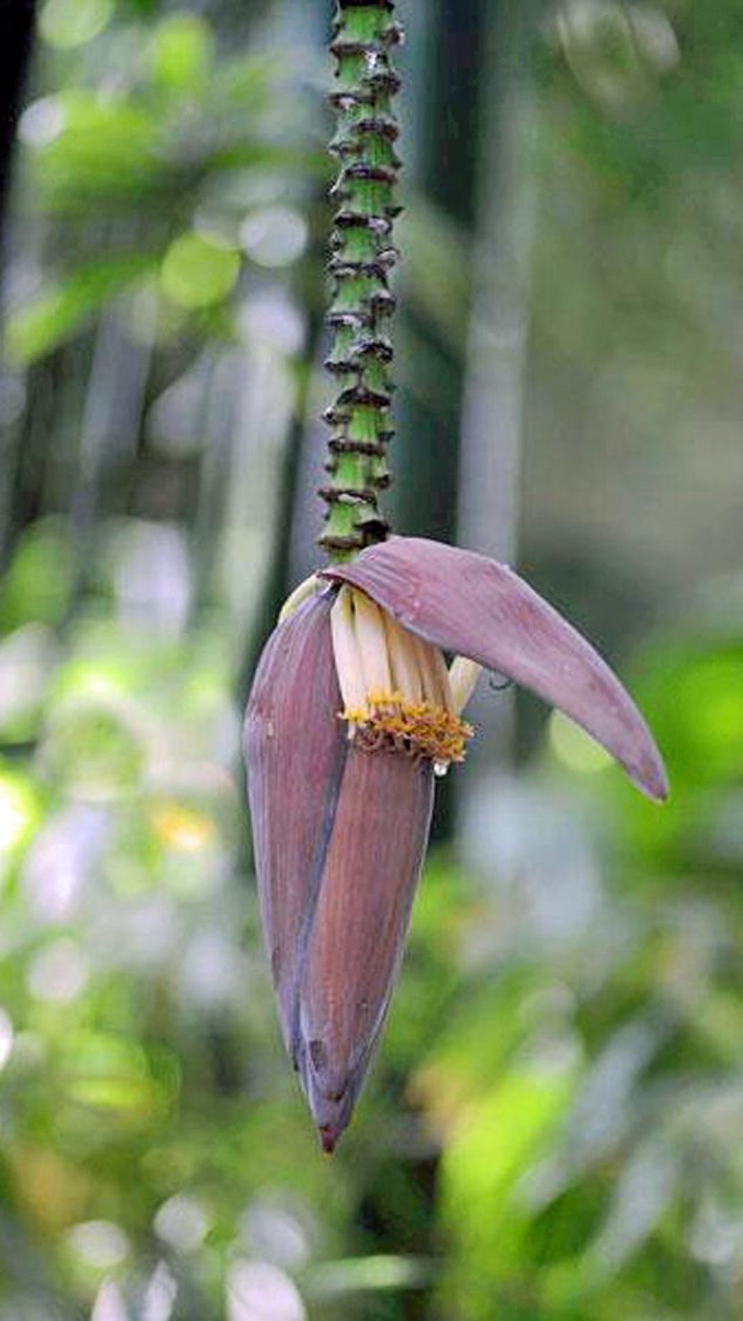 Musa Ochracea | Crepe Banana | 10 Seeds - Etsy