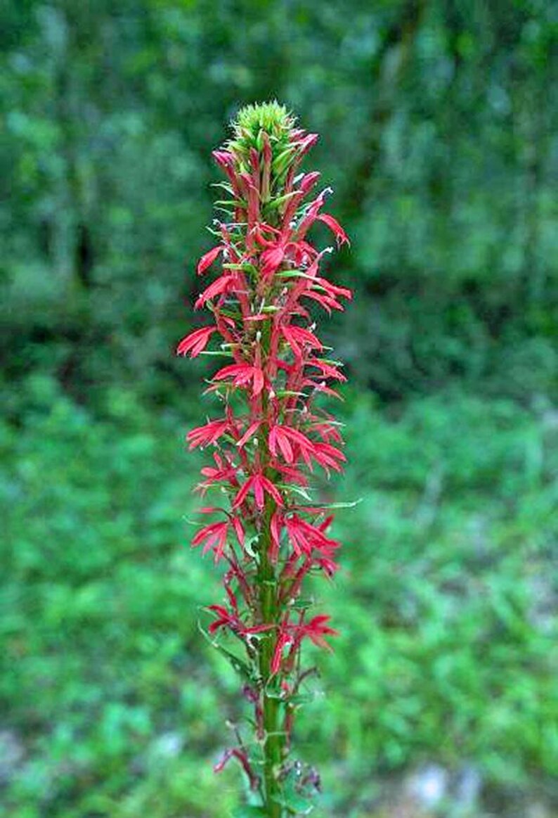 PlantFlowerSeeds Lobelia cardinalis Queen Victoria Seeds - Thumbnail 3