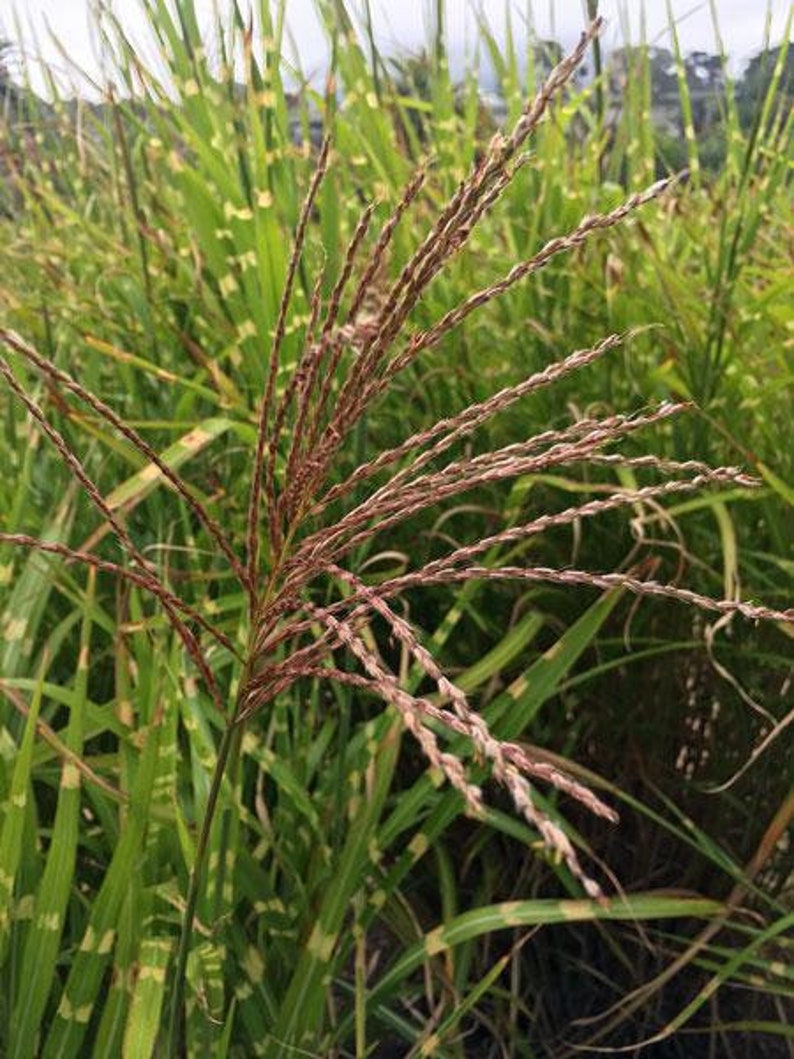 PlantFlowerSeeds Miscanthus sinensis Zebrinus - Thumbnail 4