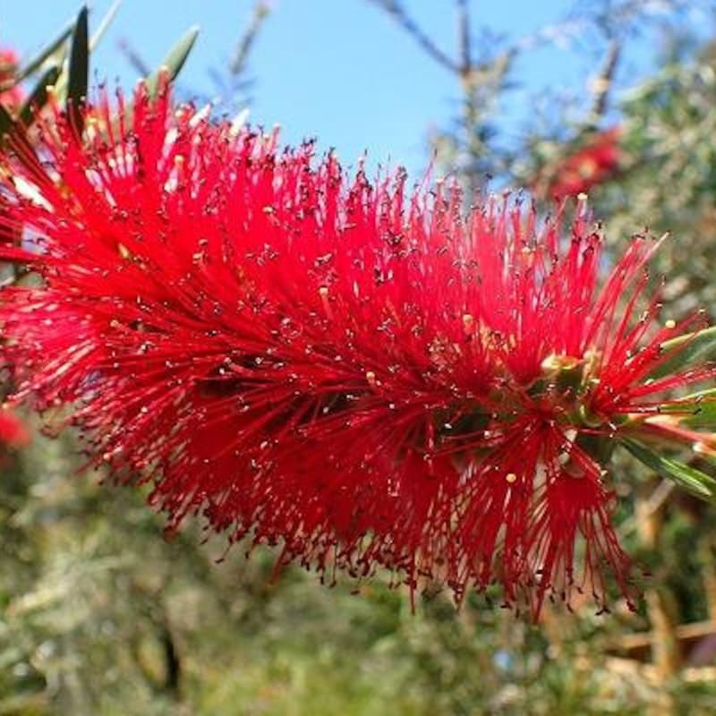 Bottlebrush Trees - Etsy