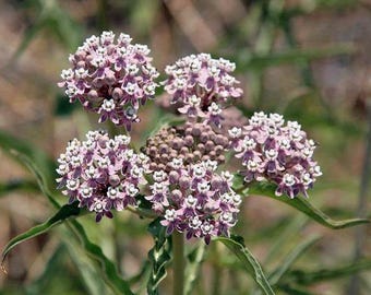 Asclepias fascicularis | Narrow-Leaf Milkweed | 25 Seeds