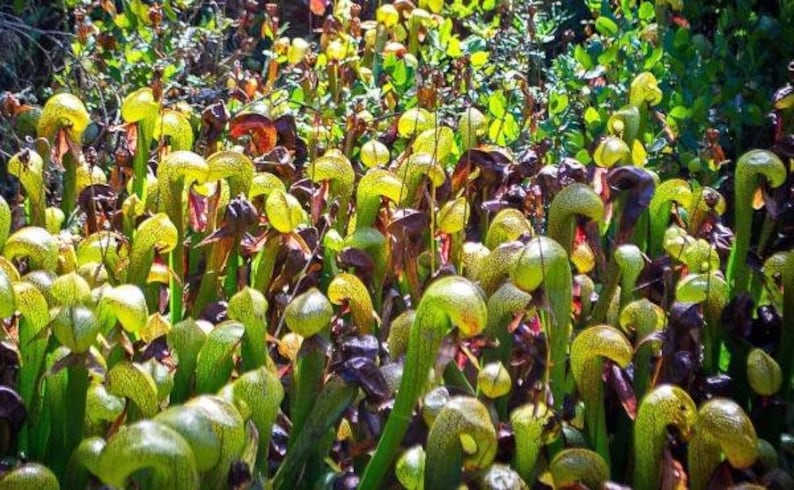 May include: A close-up of a group of carnivorous pitcher plants with green, yellow, and brown pitchers. The plants are growing in a natural setting.