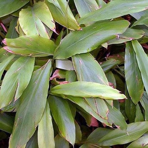 Op de afbeelding: Een close-up van een groene, bladerige plant met lange, smalle bladeren. De bladeren hebben een licht roodachtige tint en zijn in een dichte bos gegroepeerd.