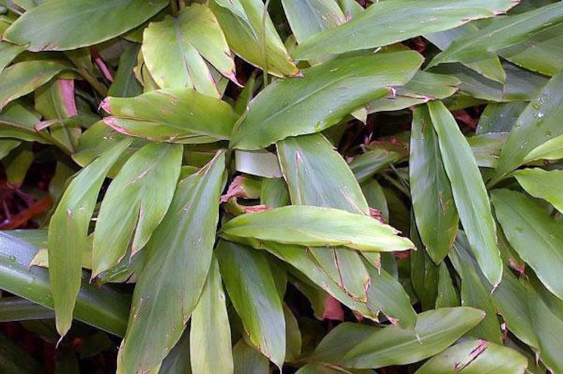 Op de afbeelding: Een close-up van een groene, bladerige plant met lange, smalle bladeren. De bladeren hebben een licht roodachtige tint en zijn in een dichte bos gegroepeerd.