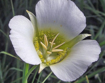 Calochortus gunnisonii | Gunnisons Mariposa Lily | 10 seeds