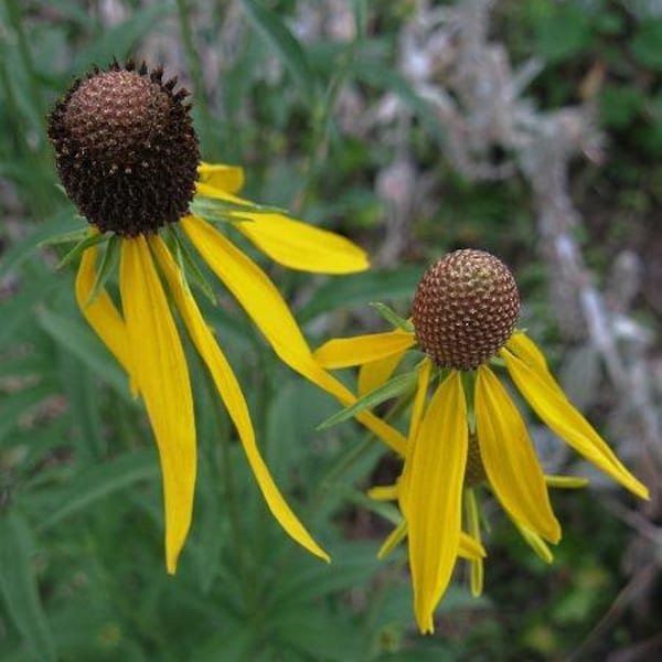 Ratibida pinnata | Grayheaded Coneflower | Pinnate Prairie Coneflower | 10 Seeds