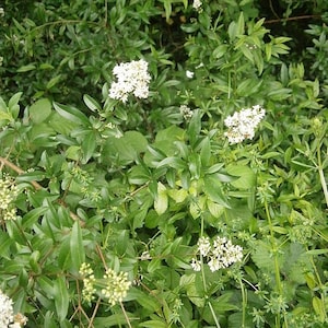 Ligustrum vulgare | Wild Privet | 20 Seeds