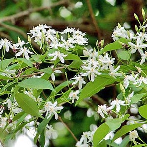 Wrightia tinctoria | Pala Indigo Plant | Sweet Indrajao | 50 Seeds