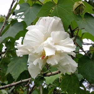 Hibiscus mutabilis Double Cotton Rose 100 Seeds image 5