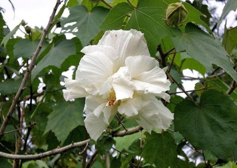 Hibiscus mutabilis Double Cotton Rose 100 Seeds image 5