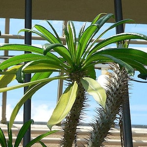 Pachypodium geayi Elephants Foot Madagascar Palm 10 Seeds image 3