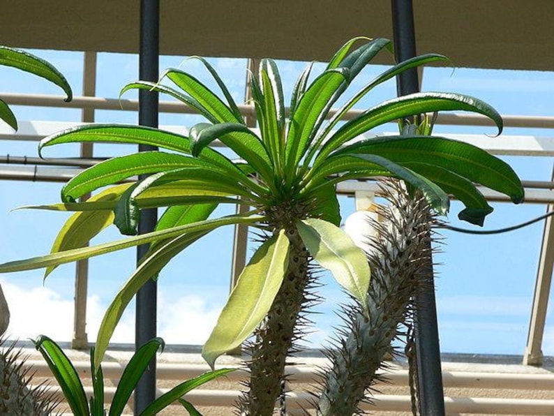 Pachypodium geayi Elephants Foot Madagascar Palm 10 Seeds image 3