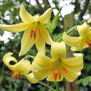 Lilium szovitsianum Crimson-Anthered or Tall Sulphur-Flowered Lily 10 Seeds image 3