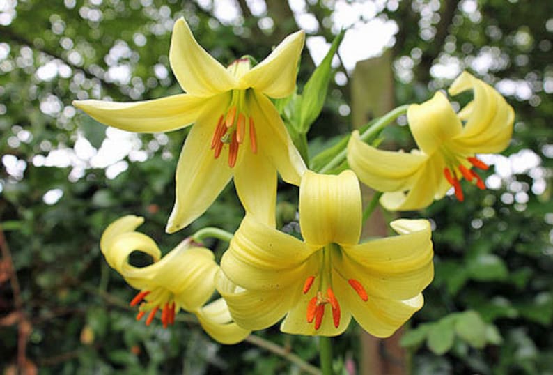 Lilium szovitsianum Crimson-Anthered or Tall Sulphur-Flowered Lily 10 Seeds image 3