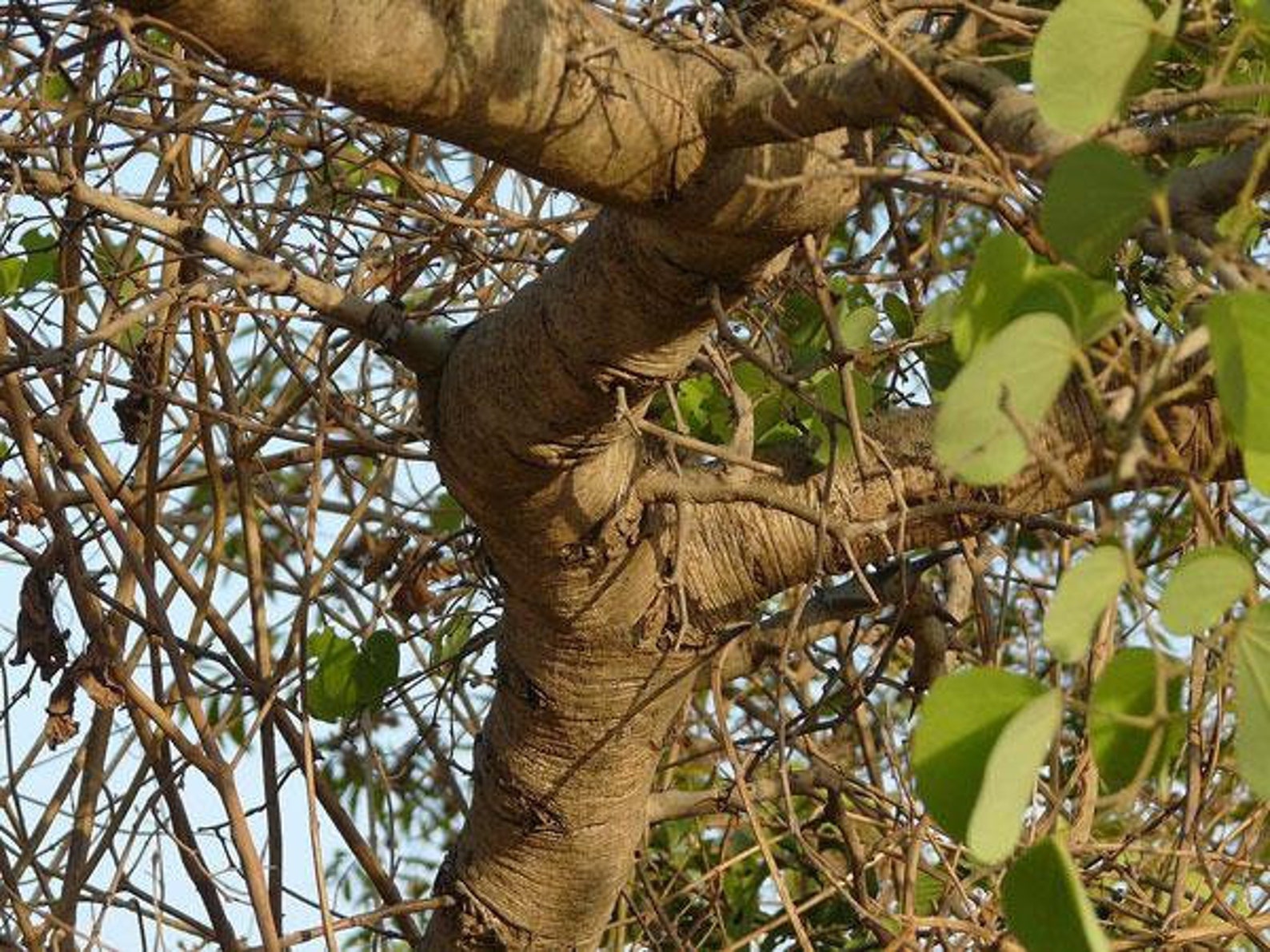 Bauhinia Racemosa | Bidi Leaf Tree | Sonpatta | 10 Seeds - Etsy