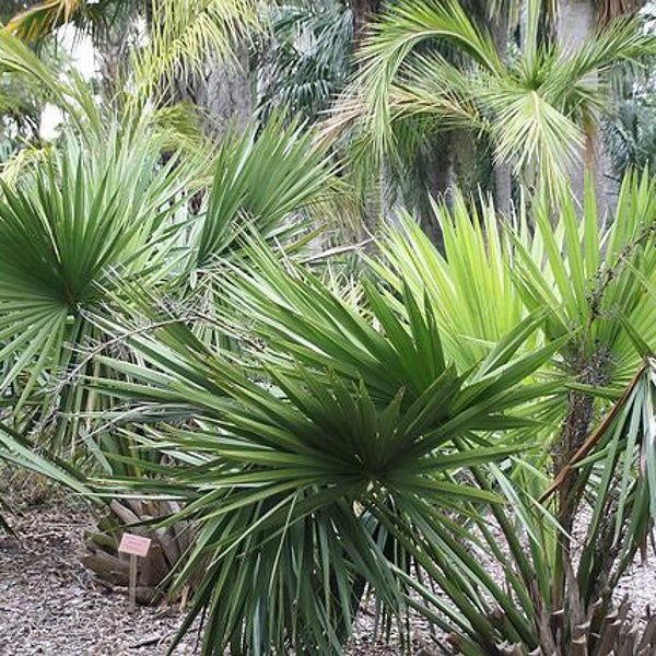 Sabal minor | Dwarf Palmetto | 10 Seeds