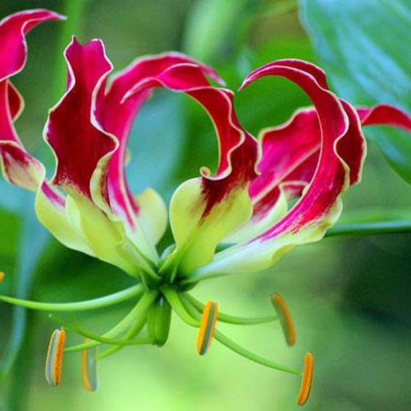 Gloriosa rothschildiana | Flame or Fire Lily | 20 Seeds