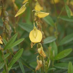 Crotalaria juncea Sunn Hemp 10 Seeds image 6