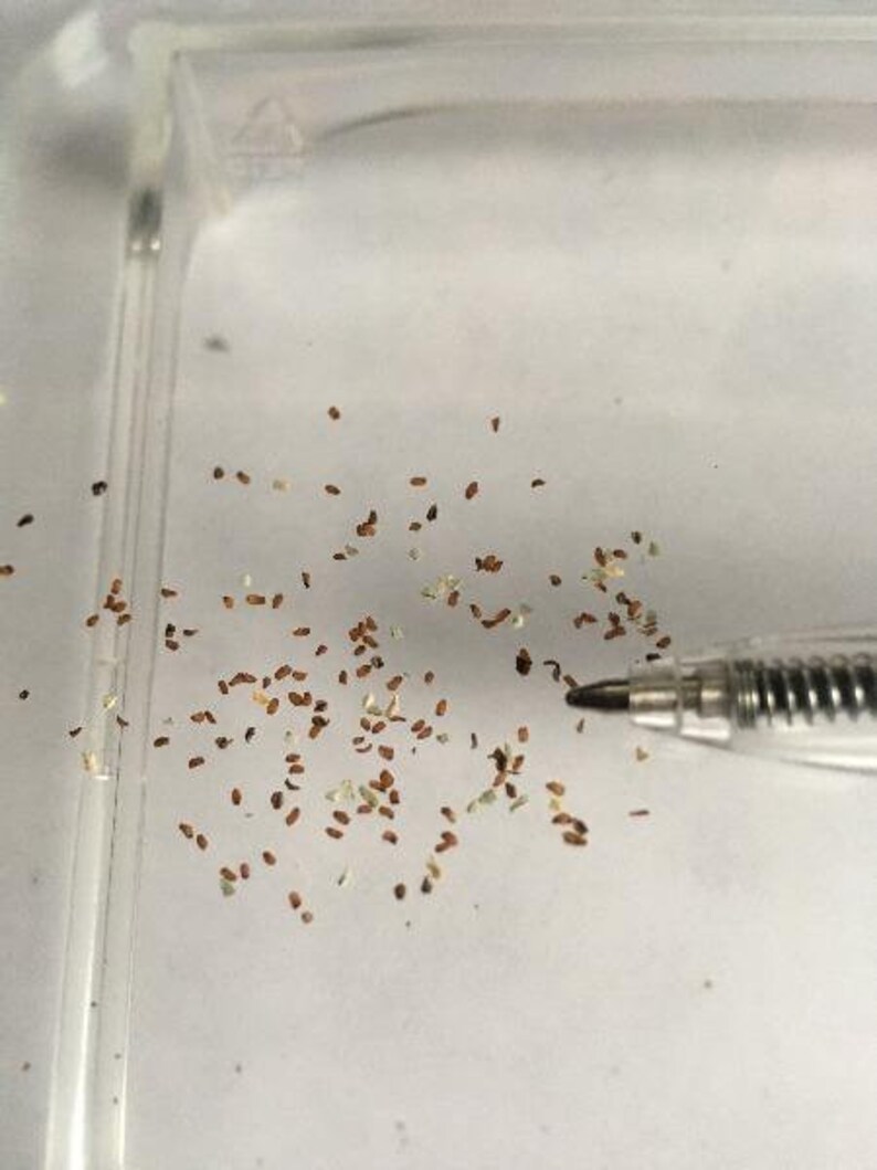 Leucophylium Frutescens Texas Ranger Barometer Bush 10 Etsy