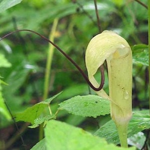 Arisaema tortuosum | Whipcord Cobra Lily | 10 Seeds