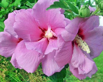 Hibiscus syriacus | Violet Satin | 40 Seeds