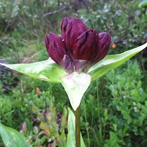 Gentiana purpurea | Purple Gentian | 10 Seeds