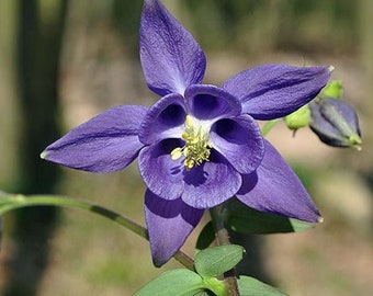 Aquilegia vulgaris | Blue | 10 Seeds