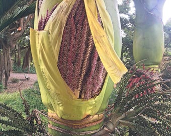 Rhopalostylis sapida | Nikau Palm | Shaving Brush Palm | 10 Seeds