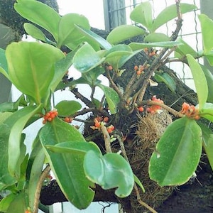 Medinilla succulenta | 25 Seeds