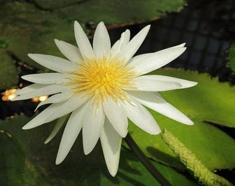 Nymphaea ampla | Dotleaf Waterlily | White Lotus | White Water Lily | 10 Seeds