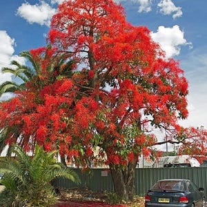 Brachychiton acerifolius | Flame or Lacebark Tree | 10 Seeds