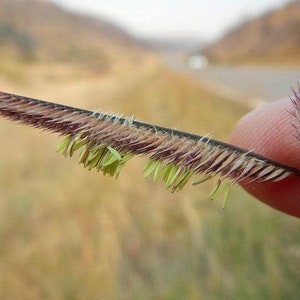 Bouteloua gracilis Blue Grama Eyebrow or Mosquito Grass 100 Seeds image 5