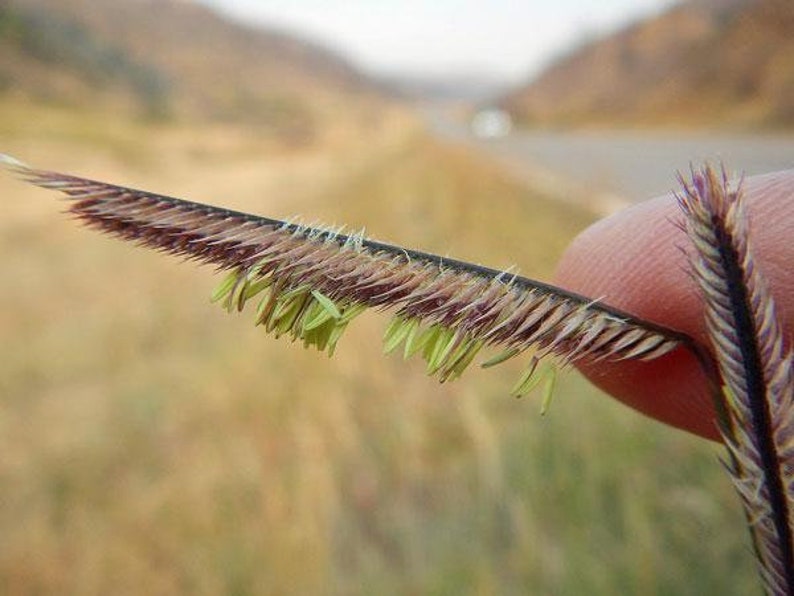 Bouteloua gracilis Blue Grama Eyebrow or Mosquito Grass 100 Seeds image 5