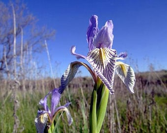 Iris missouriensis | Rocky Mountain Iris | Wild Blue Iris | 30 Seeds