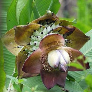 Ensete superbum | Cliff or False Banana | 10 Seeds