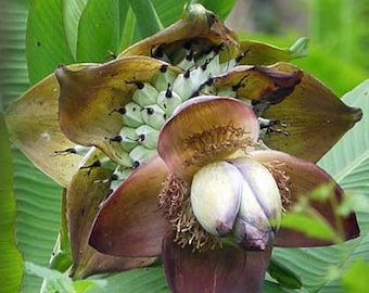 Ensete superbum | Cliff or False Banana | 10 Seeds