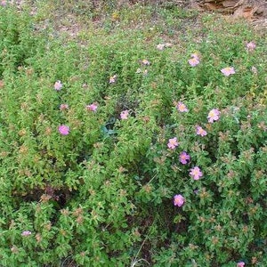 Cistus creticus Rock Rose Cretan Rockrose Hoary Rock-Rose 50 Seeds image 4