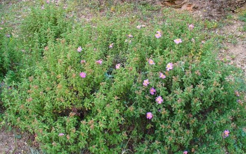 Cistus creticus Rock Rose Cretan Rockrose Hoary Rock-Rose 50 Seeds image 4