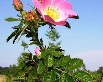 Rosa eglantaria | Sweetbriar Rose | Eglantine Rose | 100 Seeds