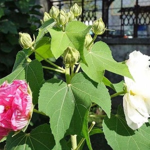 Hibiscus mutabilis Double Cotton Rose 100 Seeds image 1