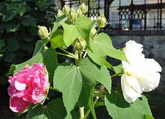 Hibiscus Mutabilis Double Cotton Rose 25 Seeds Etsy Nederland