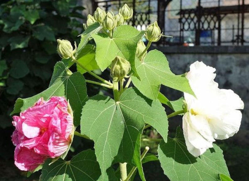 Hibiscus mutabilis Double Cotton Rose 100 Seeds image 1