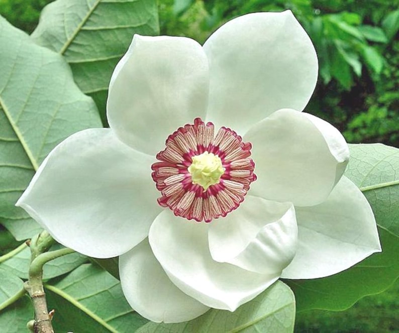 PlantFlowerSeeds Magnolia sieboldii - Thumbnail 2