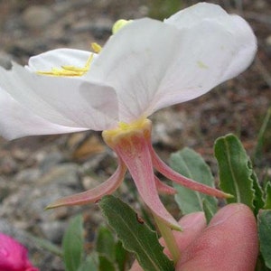 Oenothera caespitosa Fragrant, Tufted or White Evening-Primrose 10 Seeds image 5
