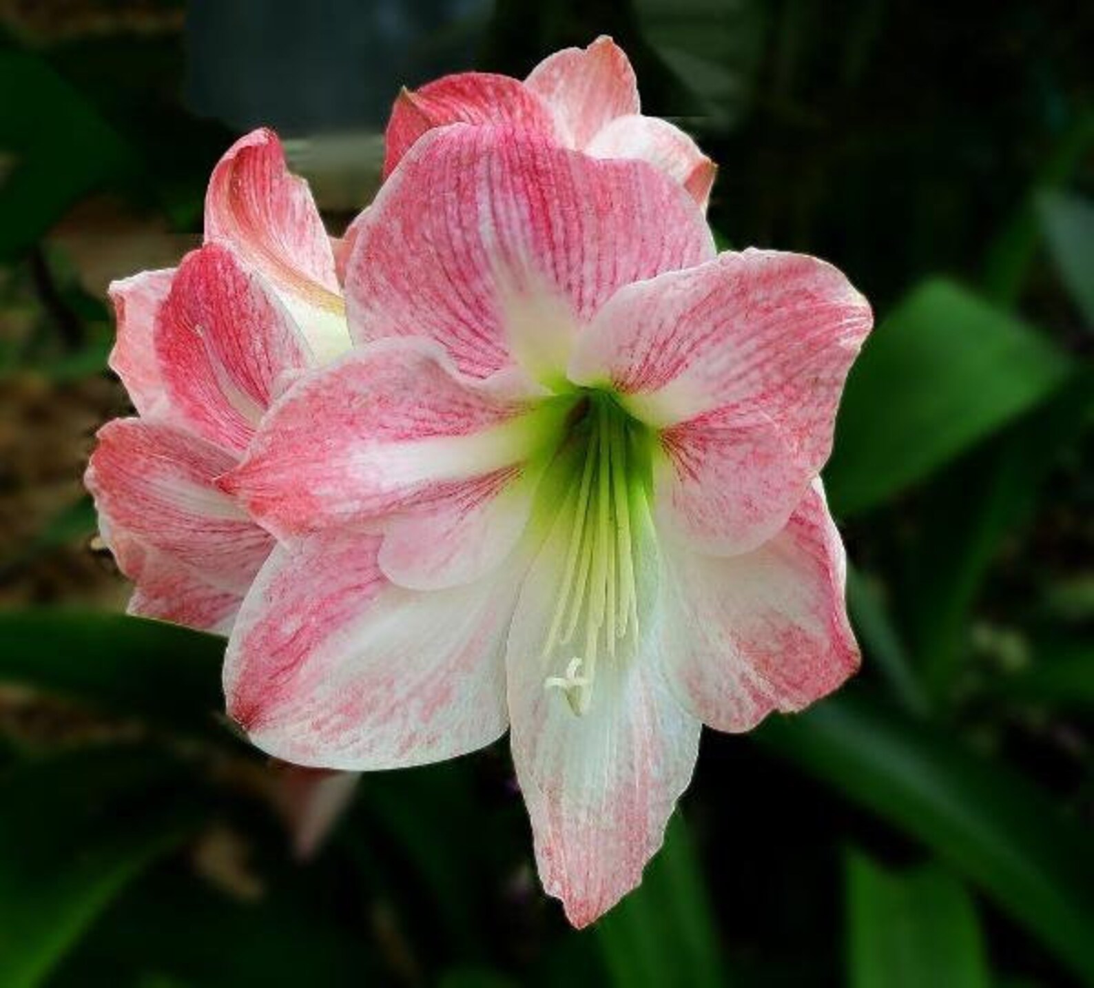 Hippeastrum Amaryllis Apple Blossom 5 Seeds - Etsy