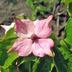 Cornus capitata | Himalayan Dogwood | Benthams Cornel | 25 Seeds