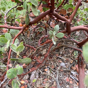 Arctostaphylos edmundsii | Little Sur Manzanita | 10 Seeds