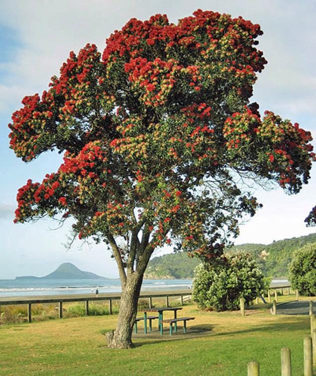 プ*3様 WANIMA 天草 AMAKUSA TEE Red XXL Metrosideros Excelsa | New Zealand Christmas Tree | 5 Seeds - Etsy