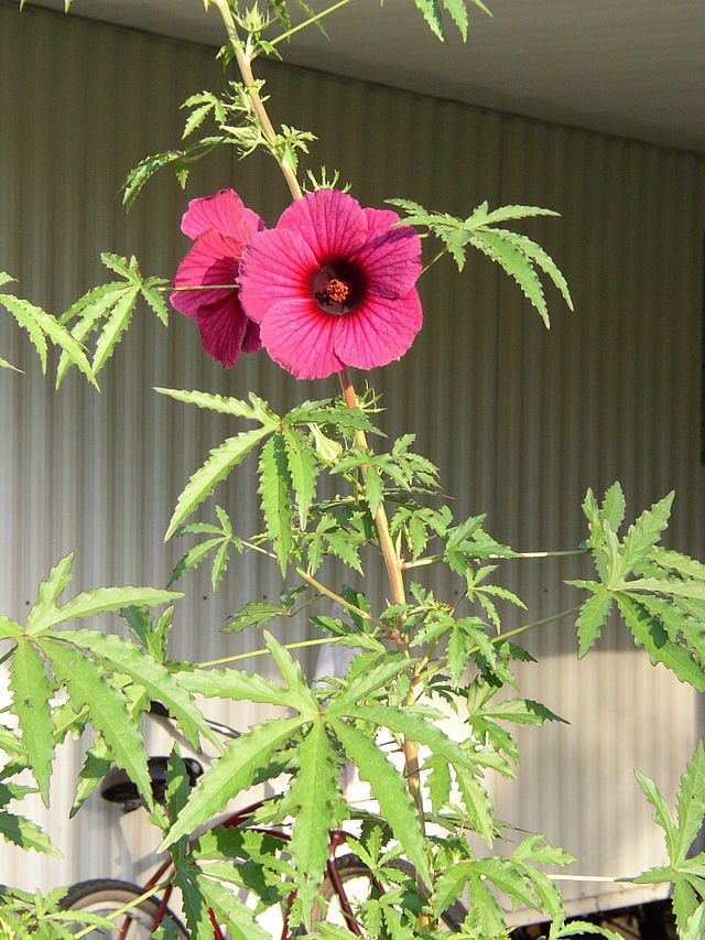 Hibiskus Cannabinus Rote Blume Kenaf 10 Samen Etsy